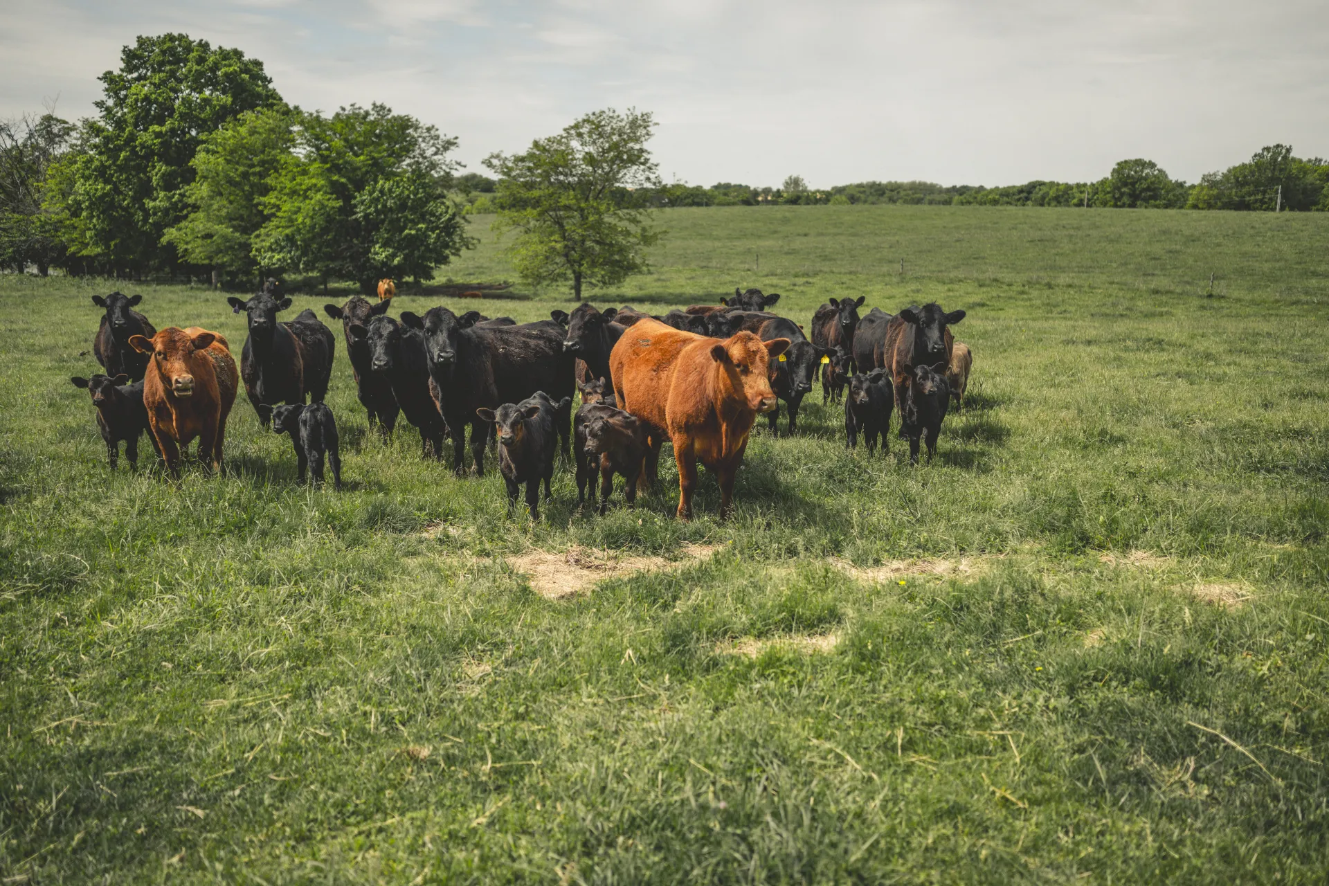 Cattle grazing in a North Missouri pasture — Nathan Willett's district